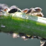 Am besten Blattläuse bekämpfen biologisch