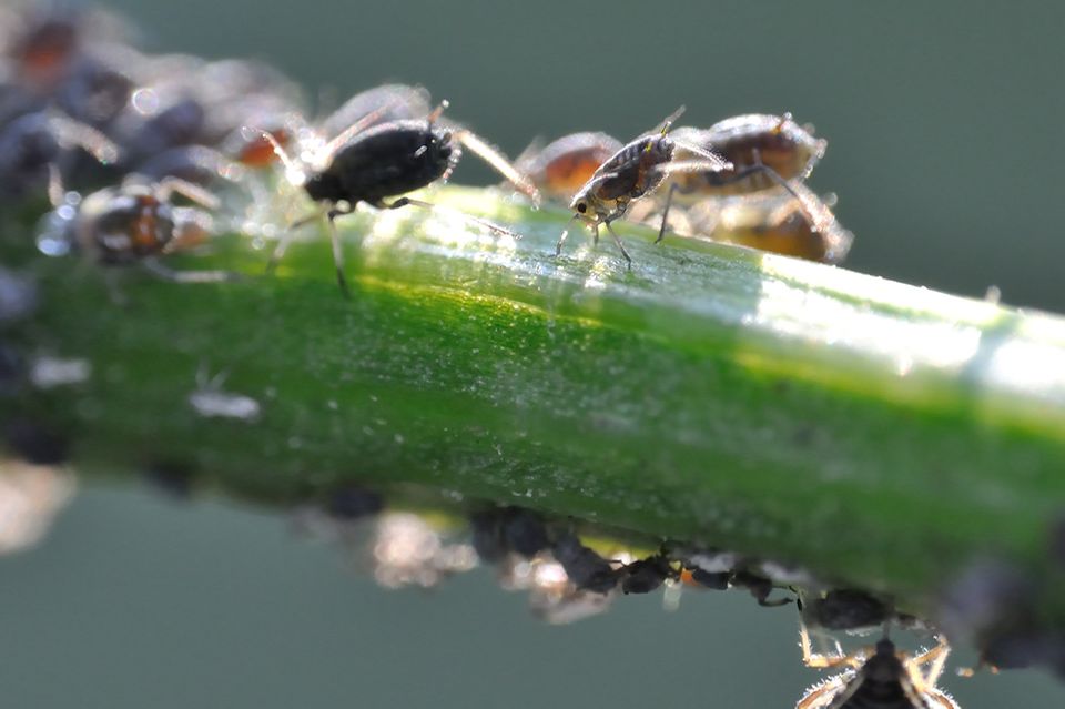 Am besten Blattläuse bekämpfen biologisch