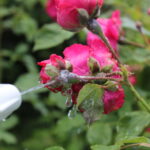 am besten mehltau behandeln rosen