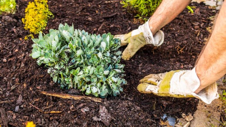 Am besten mulchen Beete Vorteile