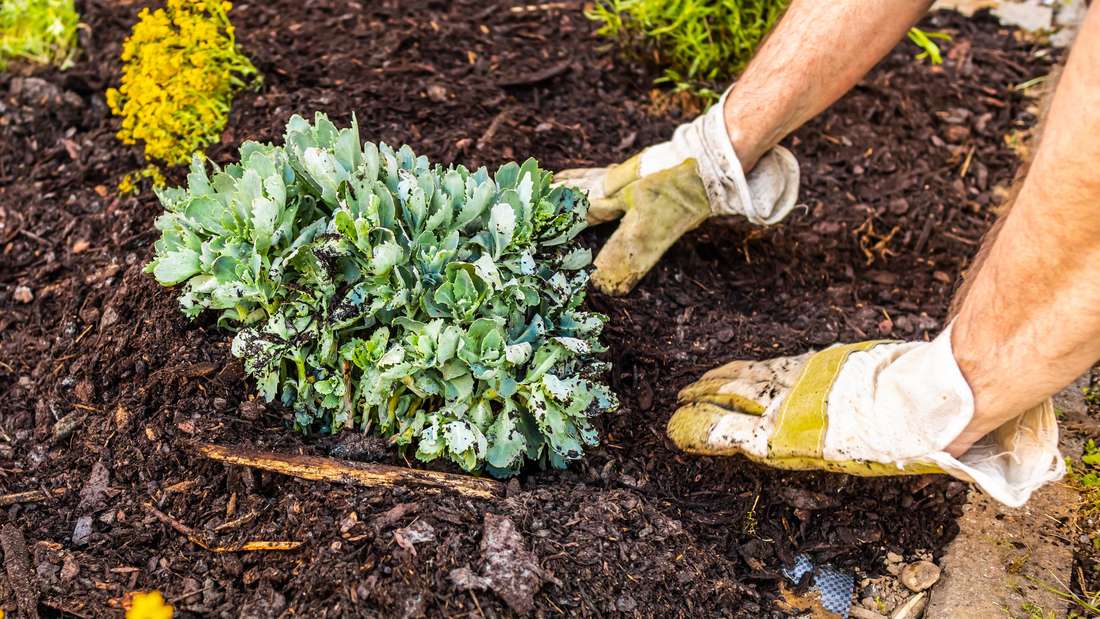 Am besten mulchen Beete Vorteile