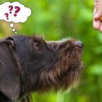 Die 5 besten Hundetrainingsangebote in Passau – Verhalten mit konsequenter Anleitung verbessern