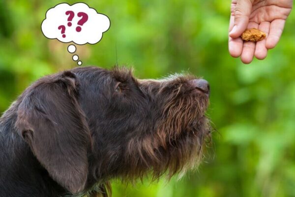 Die 5 besten Hundetrainingsangebote in Passau – Verhalten mit konsequenter Anleitung verbessern