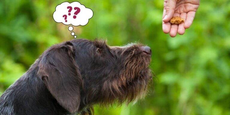 Die 5 besten Hundetrainingsangebote in Passau – Verhalten mit konsequenter Anleitung verbessern